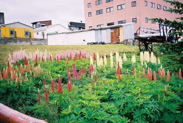 Lupins in Ushuaia