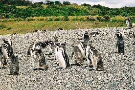 Magellanic penguins