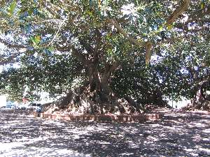 Rubber tree in Buenos Aires